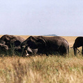 slonie2