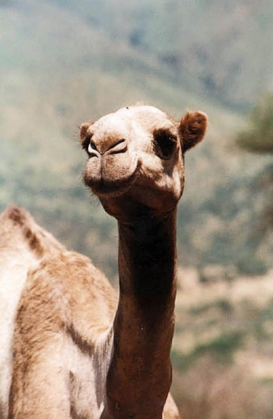 camel2.jpg