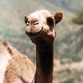 camel2