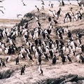 Pingwiny01